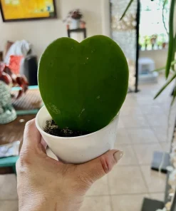 Heart Hoya Live Plant – Potted Houseplant – Easy Care Indoor & Outdoor - Image 2