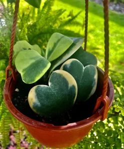 Heart Hoya Live Plant – Potted Houseplant – Easy Care Indoor & Outdoor - Image 1