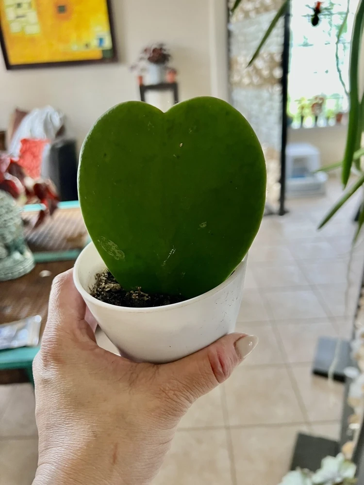 Heart Hoya Live Plant with Pot - Easy Care Indoor & Outdoor Houseplant - Image 2