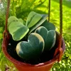 Heart Hoya Live Plant with Pot - Easy Care Indoor & Outdoor Houseplant - Image 1