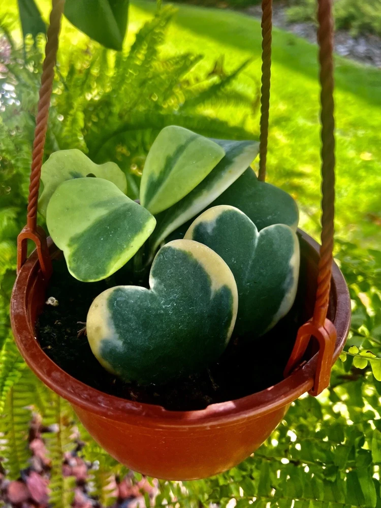 Heart Hoya Live Plant with Pot - Easy Care Indoor & Outdoor Houseplant - Image 1