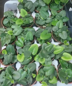 Heart Leaf Fern Live Plant - 4 inch Pot - Indoor Foliage - Image 2