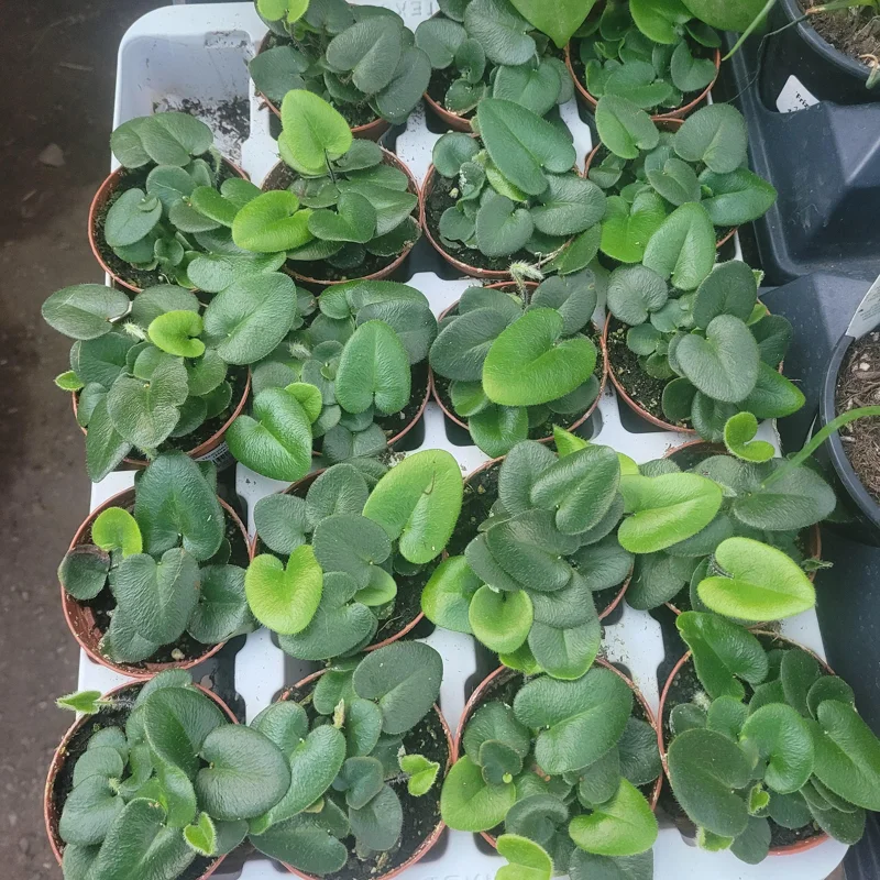 Heart Leaf Fern Live Plant - 4 inch Pot - Indoor Foliage - Image 2