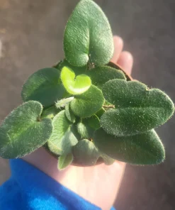 Heart Leaf Fern Live Plant - 4 inch Pot - Indoor Foliage - Image 3