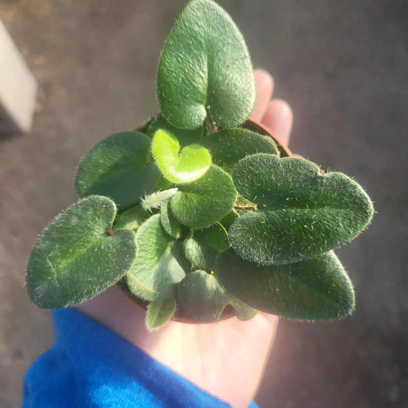Heart Leaf Fern Live Plant - 4 inch Pot - Indoor Foliage - Image 3
