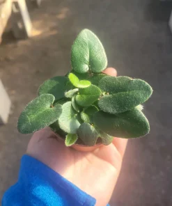 Heart Leaf Fern Live Plant - 4 inch Pot - Indoor Foliage - Image 4