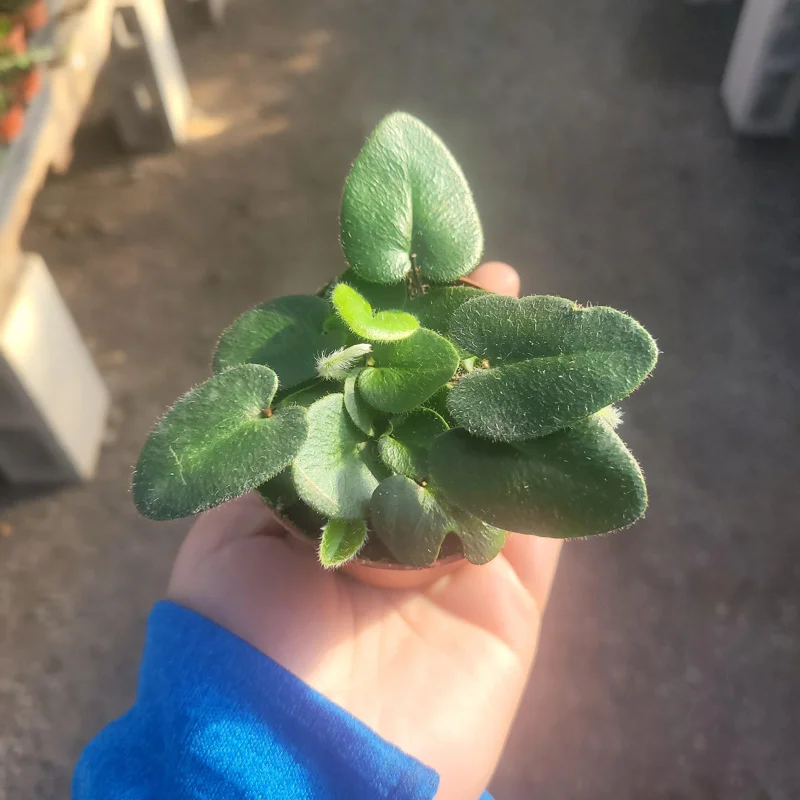Heart Leaf Fern Live Plant - 4 inch Pot - Indoor Foliage - Image 4
