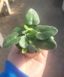 Heart Leaf Fern Live Plant - 4 inch Pot - Indoor Foliage - Image 1