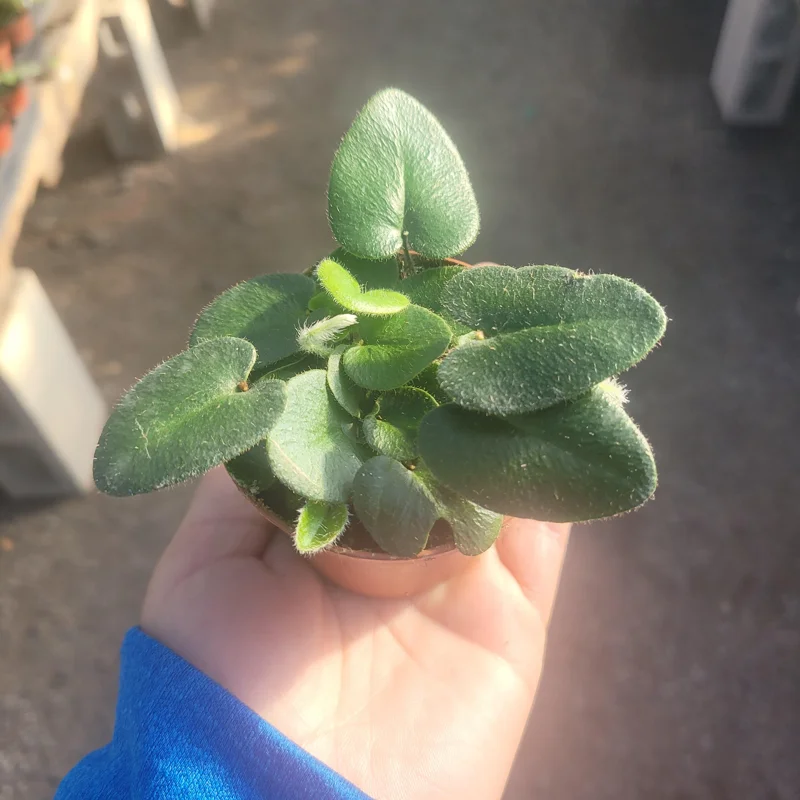 Heart Leaf Fern Live Plant - 4 inch Pot - Indoor Foliage - Image 1