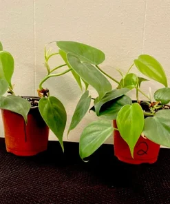 Heart Leaf Pothos Live Plant – Potted Houseplant – Easy Care Indoor Vine - Image 2