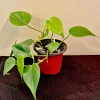 Heart Leaf Pothos Live Plant – Potted Houseplant – Easy Care Indoor Vine - Image 1