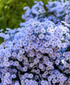 Heart-Leaved Aster Seeds 100 Count - Blue Wood Aster Flower Seeds - Image 2