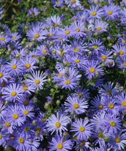 Heart-Leaved Aster Seeds 100 Count - Blue Wood Aster Flower Seeds - Image 3