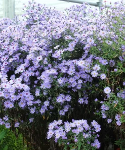Heart-Leaved Aster Seeds 100 Count - Blue Wood Aster Flower Seeds - Image 4