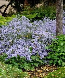 Heart-Leaved Aster Seeds 100 Count - Blue Wood Aster Flower Seeds - Image 5