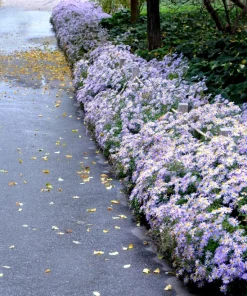 Heart-Leaved Aster Seeds 100 Count - Blue Wood Aster Flower Seeds - Image 6