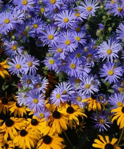 Heart-Leaved Aster Seeds 100 Count - Blue Wood Aster Flower Seeds - Image 7