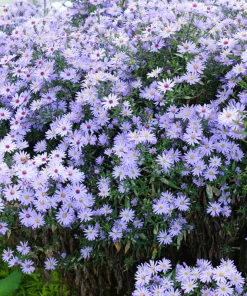 Heart-Leaved Aster Seeds 100 Count - Blue Wood Aster Flower Seeds - Image 8