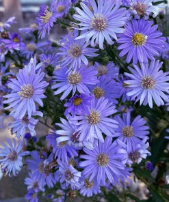 Heart-Leaved Aster Seeds 100 Count - Blue Wood Aster Flower Seeds - Image 9