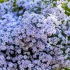 Heart-Leaved Aster Seeds 100 Count - Blue Wood Aster Flower Seeds - Image 1