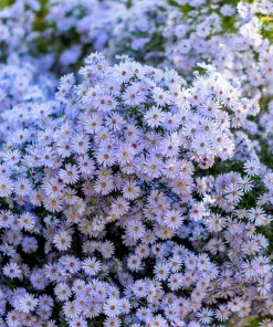 Heart-Leaved Aster Seeds 100 Count - Blue Wood Aster Flower Seeds - Image 1