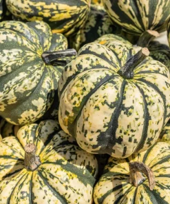 Heart of Gold Acorn Squash Seeds - 15 Winter Vegetable Seeds for Planting - Image 1