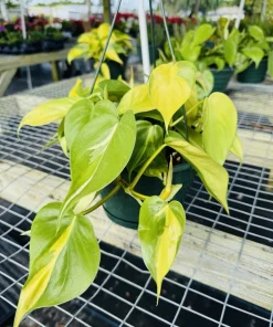Heartleaf Philodendron Live Hanging Basket Plant - Trailing Houseplant - Image 1