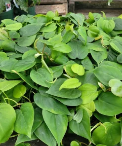 Heartleaf Philodendron Live Plant - Philodendron Cordatum, Vining Houseplant, 4in Pot - Image 2