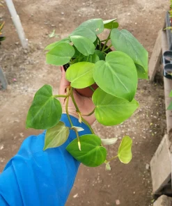 Heartleaf Philodendron Live Plant - Philodendron Cordatum, Vining Houseplant, 4in Pot - Image 3