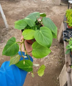 Heartleaf Philodendron Live Plant - Philodendron Cordatum, Vining Houseplant, 4in Pot - Image 4