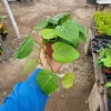 Heartleaf Philodendron Live Plant - Philodendron Cordatum, Vining Houseplant, 4in Pot - Image 1