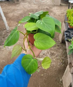 Heartleaf Philodendron Live Plant - Philodendron Cordatum, Vining Houseplant, 4in Pot - Image 1