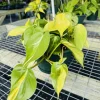 Heartleaf Philodendron Live Plant – Potted Houseplant – Easy Care Indoor Vine - Image 1