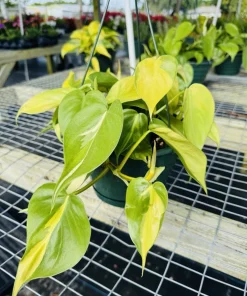 Heartleaf Philodendron Live Plant – Potted Houseplant – Easy Care Indoor Vine - Image 1