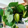 Heartleaf Pothos Live Plant – 8 Inch Hanging Basket – Easy Care Indoor Houseplant - Image 1