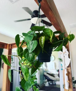 Heartleaf Pothos Live Plant – 8 Inch Hanging Basket – Easy Care Indoor Houseplant - Image 2