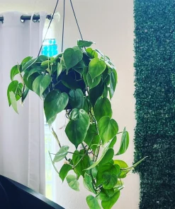 Heartleaf Pothos Live Plant – 8 Inch Hanging Basket – Easy Care Indoor Houseplant - Image 3
