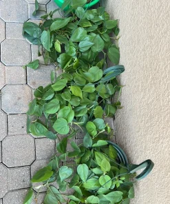 Heartleaf Pothos Live Plant – 8 Inch Hanging Basket – Easy Care Indoor Houseplant - Image 5