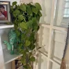 Heartleaf Pothos Live Plant - Epipremnum aureum - Easy Care Indoor Houseplant Vine - Image 1