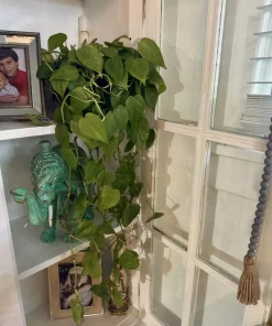 Heartleaf Pothos Live Plant - Epipremnum aureum - Easy Care Indoor Houseplant Vine - Image 1