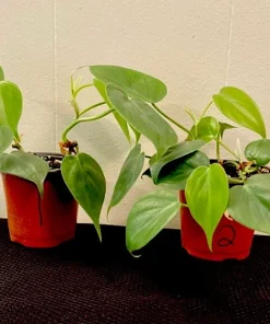 Heartleaf Pothos Live Plant in Pot - Epipremnum aureum Houseplant - Image 2