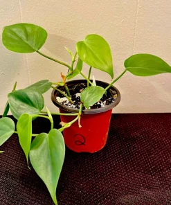 Heartleaf Pothos Live Plant in Pot - Epipremnum aureum Houseplant - Image 1