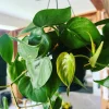 Hearts Pothos Live Plant in 8" Hanging Basket – Easy Care Indoor Houseplant - Image 1