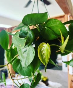 Hearts Pothos Live Plant in 8" Hanging Basket – Easy Care Indoor Houseplant - Image 1