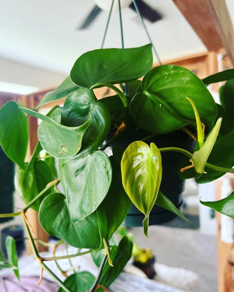 Hearts Pothos Live Plant in 8" Hanging Basket – Easy Care Indoor Houseplant - Image 1