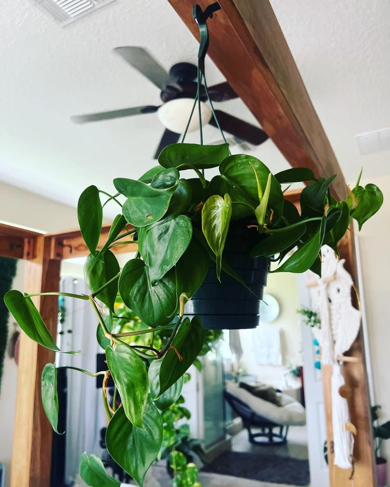 Hearts Pothos Live Plant in 8" Hanging Basket – Easy Care Indoor Houseplant - Image 2