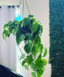 Hearts Pothos Live Plant in 8