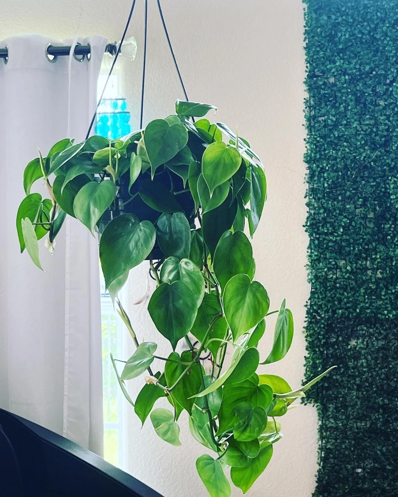 Hearts Pothos Live Plant in 8" Hanging Basket – Easy Care Indoor Houseplant - Image 3