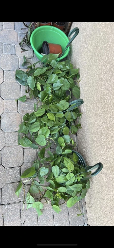Hearts Pothos Live Plant in 8" Hanging Basket – Easy Care Indoor Houseplant - Image 4