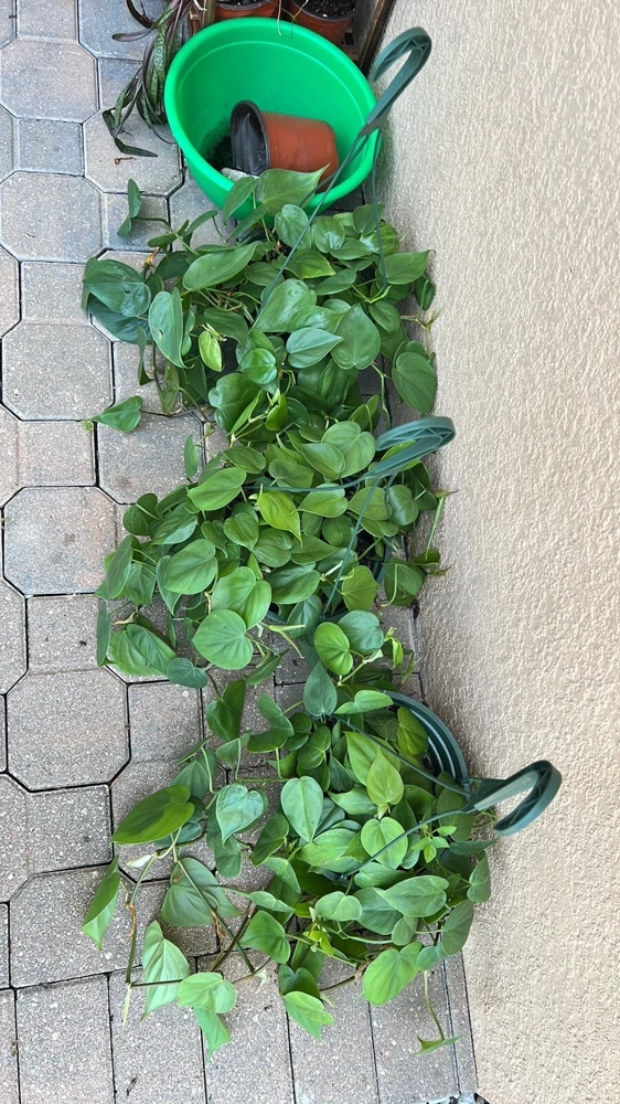 Hearts Pothos Live Plant in 8" Hanging Basket – Easy Care Indoor Houseplant - Image 5